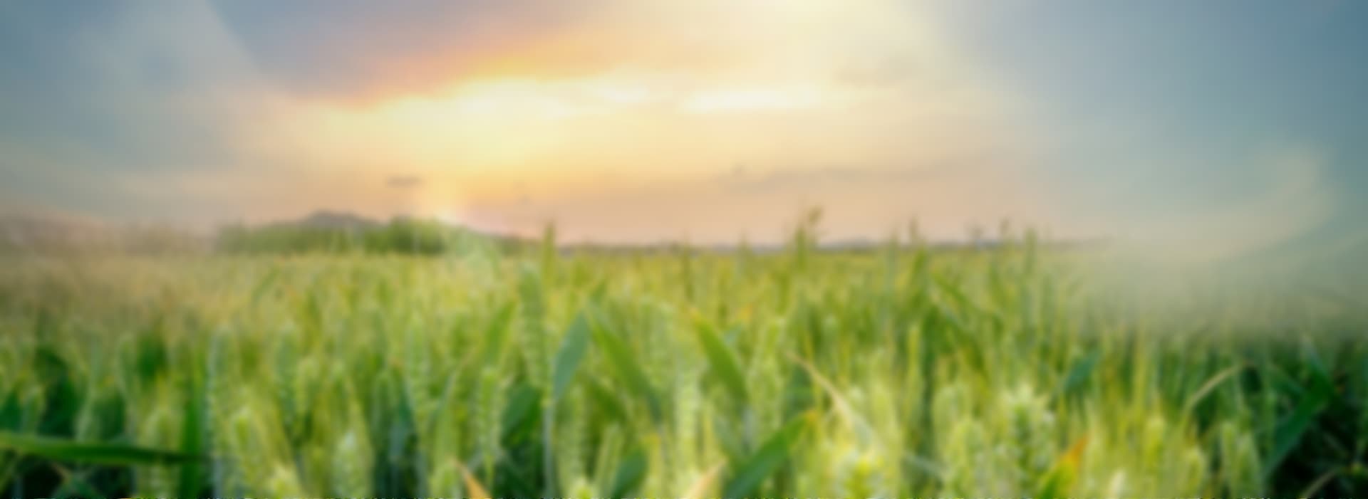 山东供销农业服务集团股份有限公司